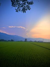 Scenic view of agricultural field against sky during sunset