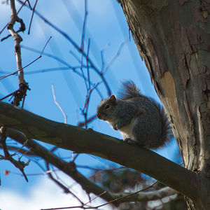 Low angle view of squirrel on tree