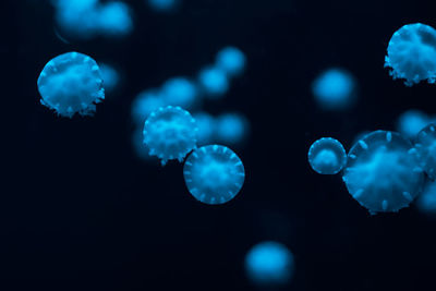 Close-up of jellyfish in aquarium against black background