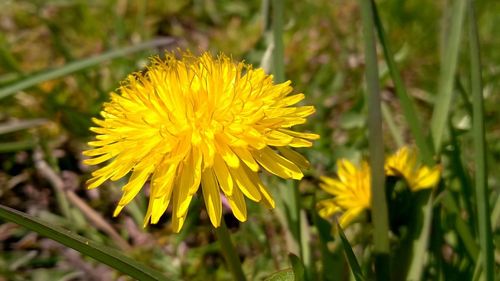 Close-up of yellow flower