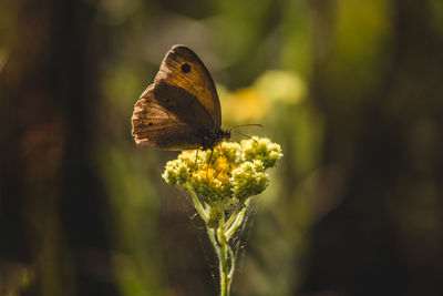 Close-up of butterfly pollinating on flower