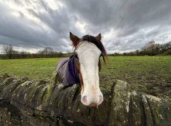 Friendly horse, looking over a dry stone wall, on a wet and cloudy day in, pudsey, uk