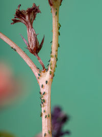 Close-up of plant