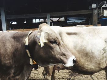 Close-up of cow standing in ranch