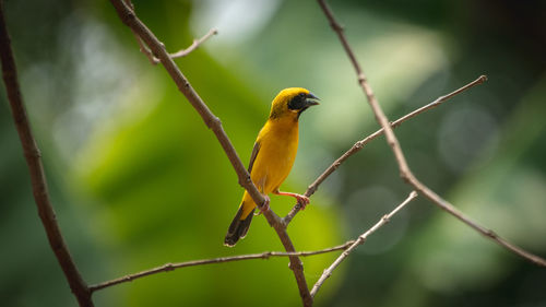 Close-up of bird perching on branch