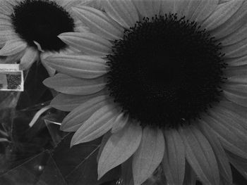 Close-up of sunflower blooming outdoors