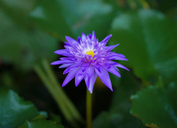 Close-up of purple flowering plant