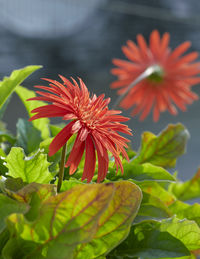 Close-up of red flowering plant