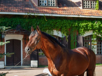 Horse standing in ranch