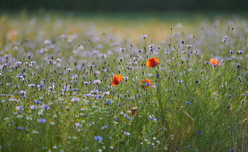 Close-up of flowering plants on field