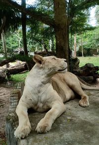 View of a sleeping resting on tree trunk