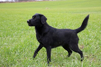 Black dog looking away on field