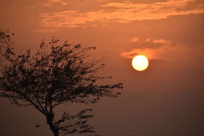 Low angle view of silhouette tree against sky during sunset