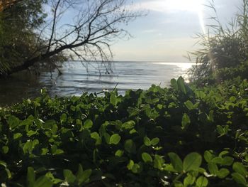 Close-up of plants by sea against sky