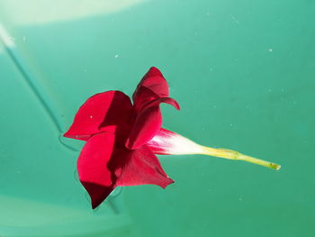 Close-up of red rose in water