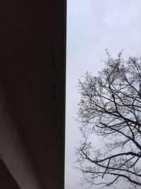 Low angle view of tree against sky