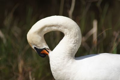 Close-up of swan