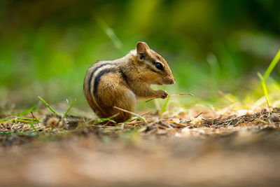 Close-up of squirrel on rock