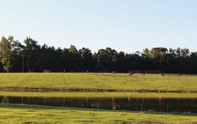 Horses grazing on field against sky