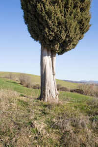 Tree on field against clear sky