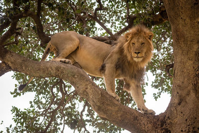 Male lion stands on branch looking down