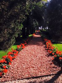 Footpath with trees in background