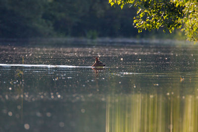 Roe deer swimming in the drava river during the flood