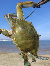 Close-up of crab on beach