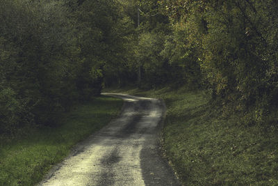 Road amidst trees in forest