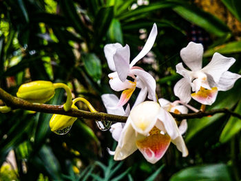 Close-up of white flowers blooming outdoors