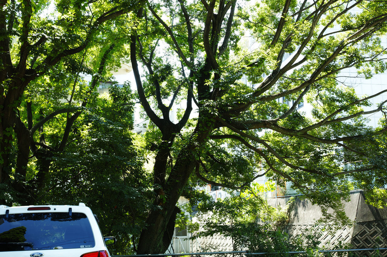 LOW ANGLE VIEW OF TREE AGAINST SKY