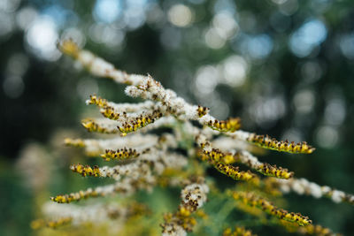 Close-up of frost on tree