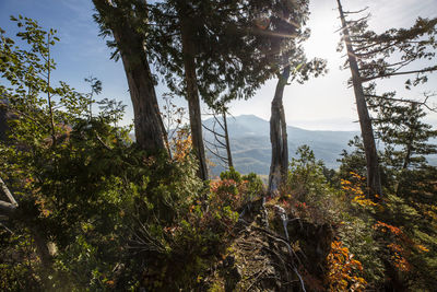 Scenic view of forest against sky