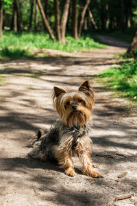 Portrait of a dog