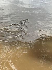 High angle view of duck swimming in lake