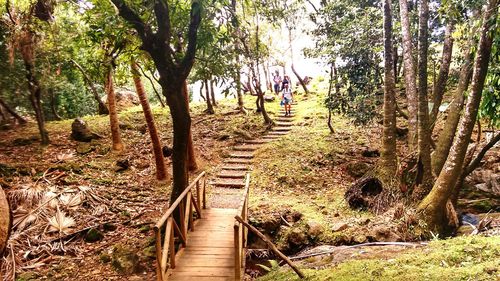 Scenic view of forest