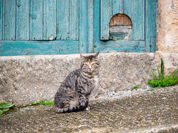 Cat resting on wall