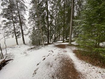 Road amidst trees in forest during winter