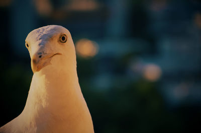 Close-up of a gull 
