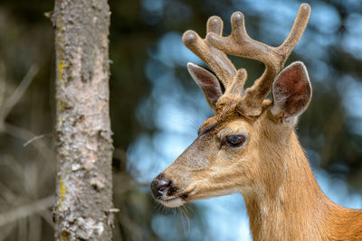 A velvet buck.