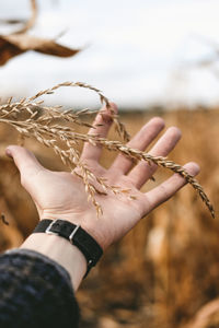 Cropped hand of man holding wheat plant against sky