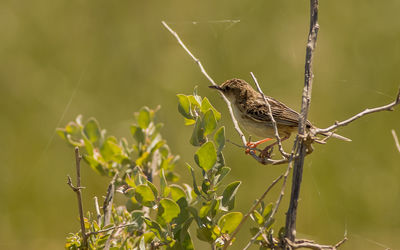 Close-up of bird perching on plant