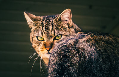 Close-up portrait of tabby cat