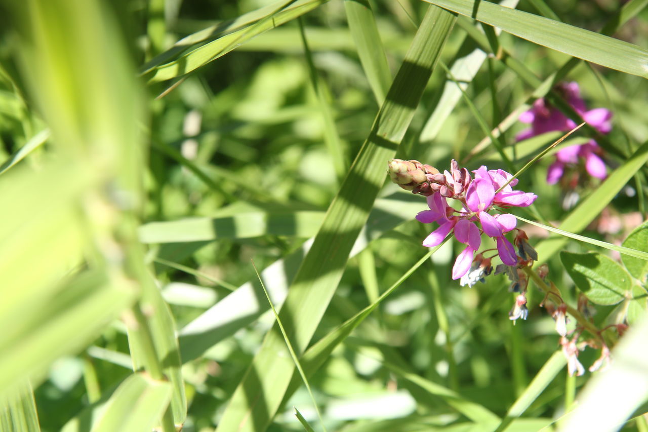 CLOSE-UP OF HONEY BEE ON FLOWER