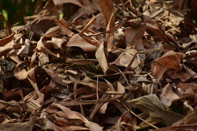 Close-up of dry leaves on field