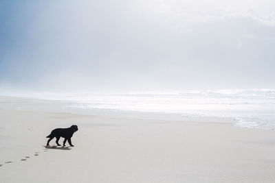 Dog on beach against sky