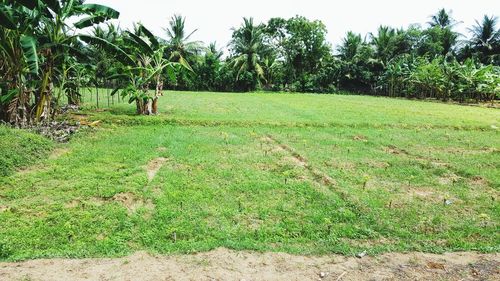 Scenic view of grassy field against sky