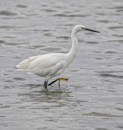 Bird in a lake