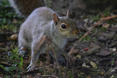 Close-up of squirrel on field in forest