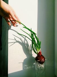 Close-up of hand holding plant at home